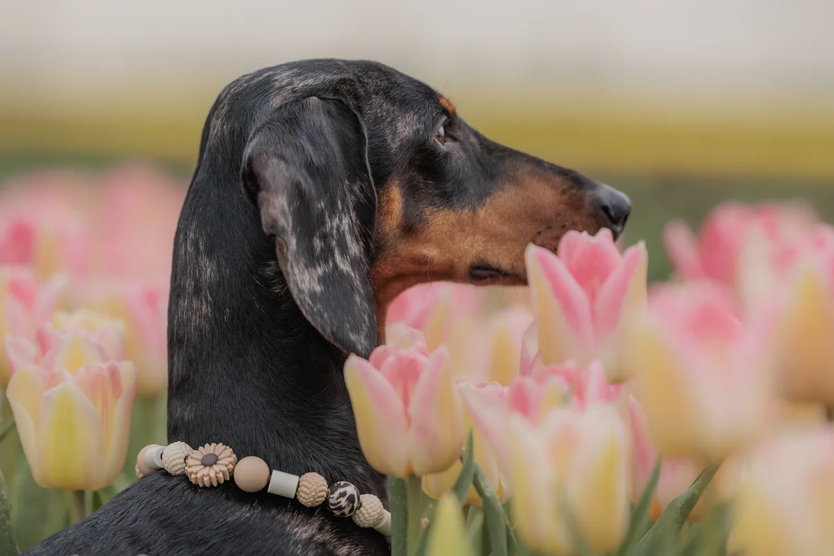 Sandy Daisy Kralenketting