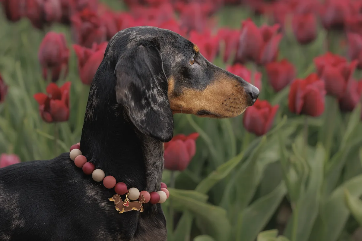 Dachshund Love Kralenketting