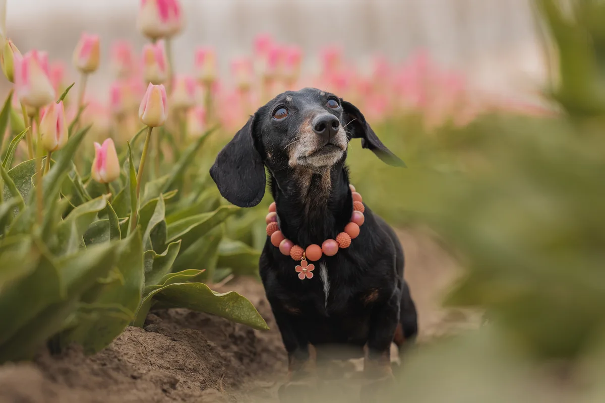 Golden Bloom Kralenketting