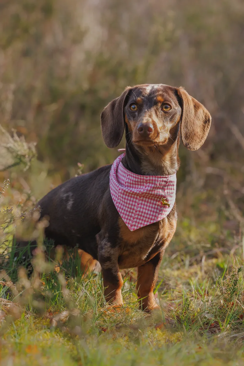 Sweetheart Bandana