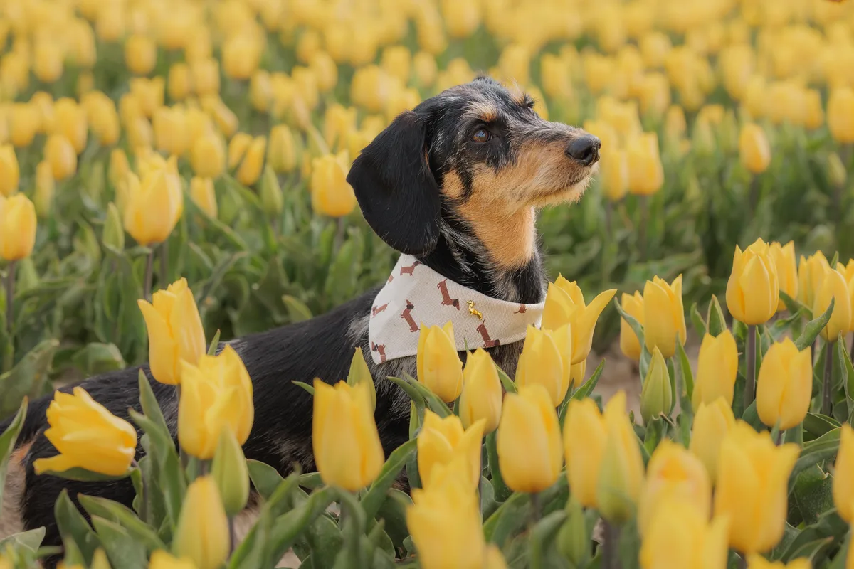 Teckel Blossom Bandana