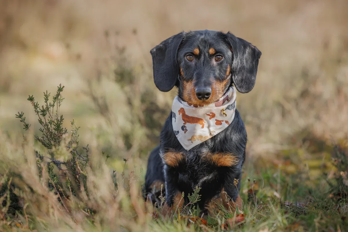 Teckel Vibes Bandana