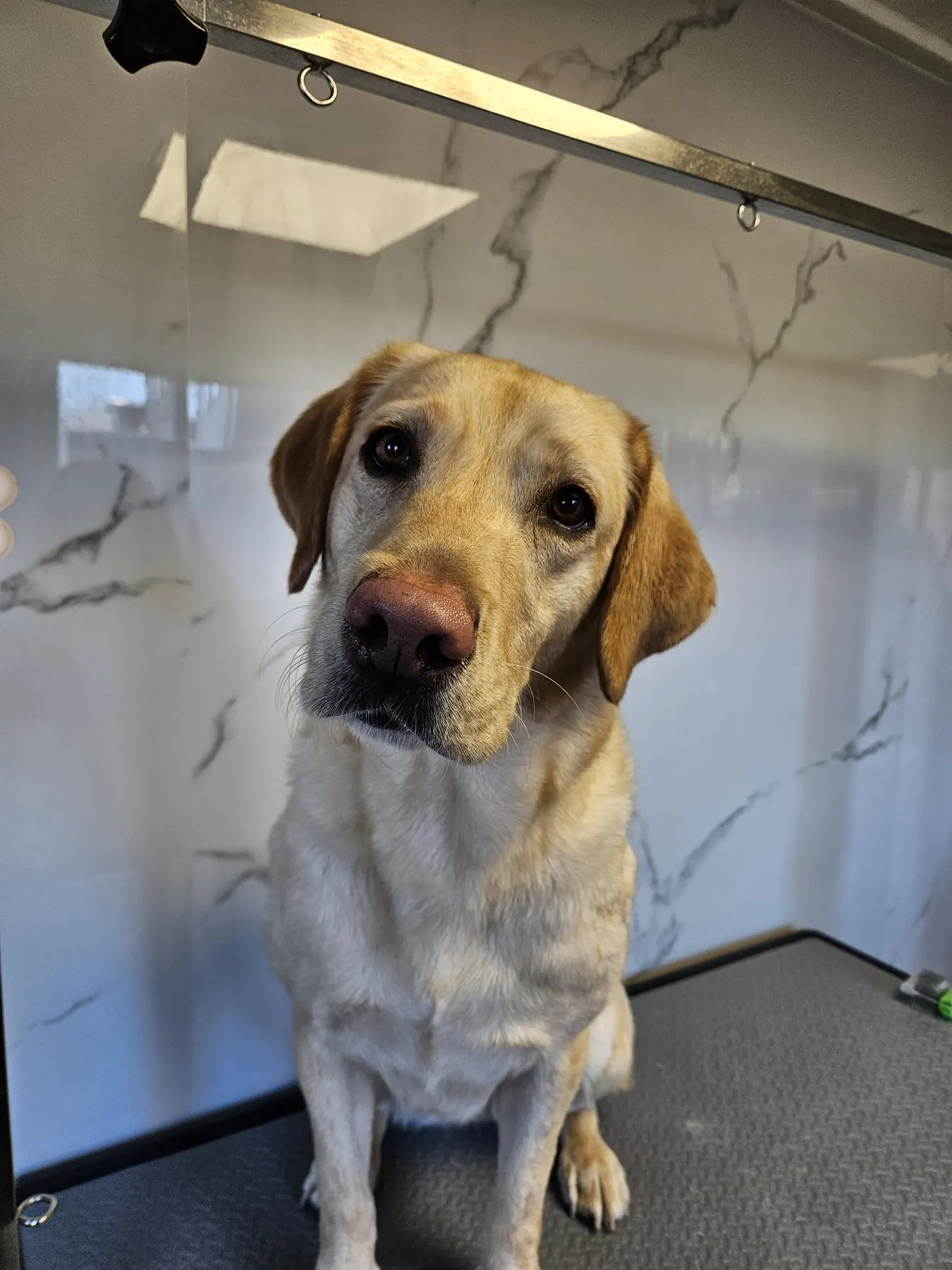 Labrador op de trimtafel