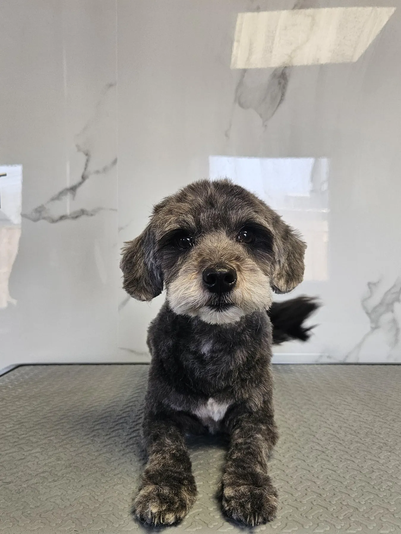 Kleine hond frontaal op de trimtafel