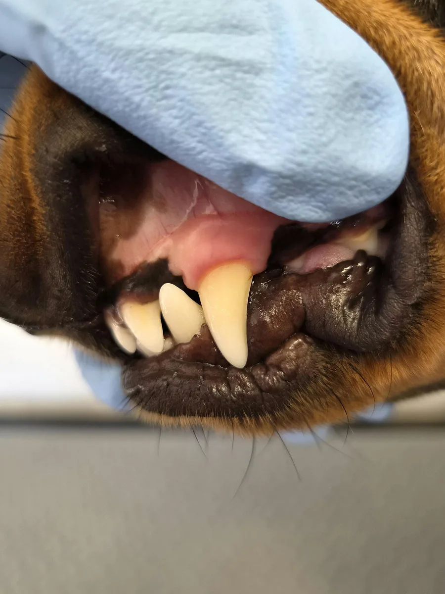 Gebitsreiniging bij een hond