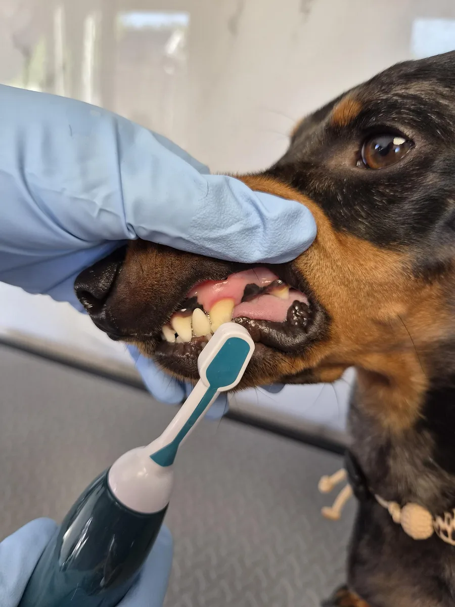 Resultaat van gebitsreiniging bij een hond